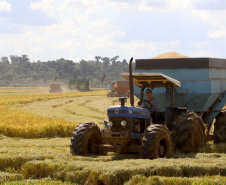 Colheita de arroz - Fazendas Volta Grande e Nova Brasília.Foto: Ari Dias/AEN