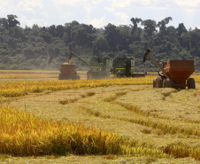 Colheita de arroz - Fazendas Volta Grande e Nova Brasília.Foto: Ari Dias/AEN