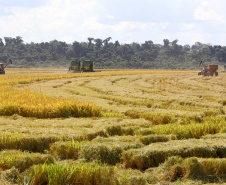 Colheita de arroz - Fazendas Volta Grande e Nova Brasília.Foto: Ari Dias/AEN