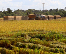 Colheita de arroz - Fazendas Volta Grande e Nova Brasília.Foto: Ari Dias/AEN