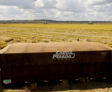 Colheita de arroz - Fazendas Volta Grande e Nova Brasília.Foto: Ari Dias/AEN