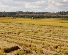 Colheita de arroz - Fazendas Volta Grande e Nova Brasília.Foto: Ari Dias/AEN