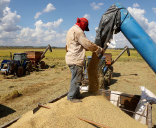 Colheita de arroz - Fazendas Volta Grande e Nova Brasília.Foto: Ari Dias/AEN