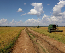 Colheita de arroz - Fazendas Volta Grande e Nova Brasília.Foto: Ari Dias/AEN