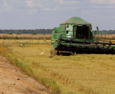 Colheita de arroz - Fazendas Volta Grande e Nova Brasília.Foto: Ari Dias/AEN