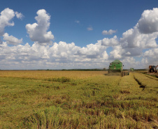 Colheita de arroz - Fazendas Volta Grande e Nova Brasília.Foto: Ari Dias/AEN