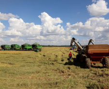 Colheita de arroz - Fazendas Volta Grande e Nova Brasília.Foto: Ari Dias/AEN