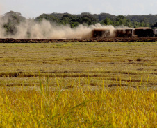 Colheita de arroz - Fazendas Volta Grande e Nova Brasília.Foto: Ari Dias/AEN