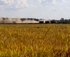 Colheita de arroz - Fazendas Volta Grande e Nova Brasília.Foto: Ari Dias/AEN