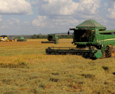 Colheita de arroz - Fazendas Volta Grande e Nova Brasília.Foto: Ari Dias/AEN