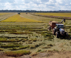 Colheita de arroz - Fazendas Volta Grande e Nova Brasília.Foto: Ari Dias/AEN