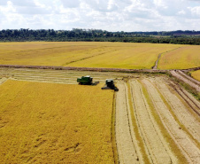 Colheita de arroz - Fazendas Volta Grande e Nova Brasília.Foto: Ari Dias/AEN