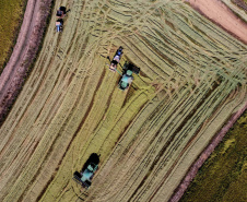 Colheita de arroz - Fazendas Volta Grande e Nova Brasília.Foto: Ari Dias/AEN