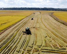 Colheita de arroz - Fazendas Volta Grande e Nova Brasília.Foto: Ari Dias/AEN