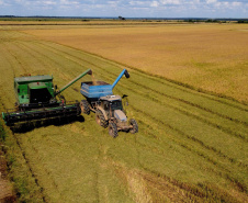 Colheita de arroz - Fazendas Volta Grande e Nova Brasília.Foto: Ari Dias/AEN