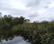 Programas e ações de conservação e restauração garantem a biodiversidade do Paraná.

Foto: /SEDEST