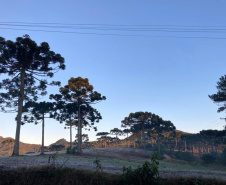 -3,3°C. Esta é a temperatura mais baixa registrada no Paraná em 2021, atingida nesta terça-feira (25) em General Carneiro, na região Sul do Estado. Outros três municípios também registraram temperaturas mínimas negativas: Guarapuava (-0,4°C), Palmas (-1,2°C) e São Mateus do Sul (-1,9°C). As informações são do Sistema de Tecnologia e Monitoramento Ambiental do Paraná (Simepar).  -  Curitiba, 25/05/2021  -  Foto: Ana Tigrinho/AEN