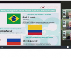O Paraná conquistou na manhã desta quinta-feira (27) a certificação de área livre de febre aftosa sem vacinação, resultado de uma luta de mais de 50 anos do Governo do Estado e do setor produtivo. O novo status sanitário foi confirmado pela Organização Mundial de Saúde Animal (OIE), em cerimônia virtual da 88ª Sessão Geral da Assembleia Mundial dos Delegados da OIE, em Paris, na França. - Curitiba, 27/05/2021  -  Foto: Site da Organização Mundial de Saúde Animal (OIE)