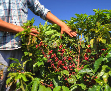 Rota do Café - Fazenda Palmeira - Distrito de Santa Mariana - Londrina/PR. Foto: José Fernando Ogura/ANPr