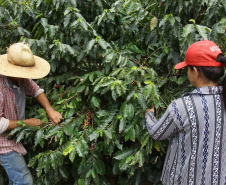 Produção e colheita de café  -  Foto: José Fernando Ogura/AEN
