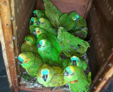 IAT encaminha para tratamento 58 aves nativas feridas após tempestade
. Foto: IAT/Força Verde