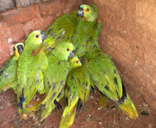 IAT encaminha para tratamento 58 aves nativas feridas após tempestade
. Foto: IAT/Força Verde