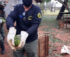 IAT encaminha para tratamento 58 aves nativas feridas após tempestade
. Foto: IAT/Força Verde