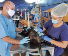 O CastraPet, Programa Permanente de Esterilização de Cães e Gatos, da Secretaria de Estado do Desenvolvimento Sustentável e do Turismo (Sedest), estará em Itaperuçu, a partir do dia 01 até 12 de junho para a castração de 553 animais. Com Itaperuçu, a equipe do CastraPet completa 44 municípios beneficiados.  Itaperuçu, 31/05/2021  -  Foto: SEDEST