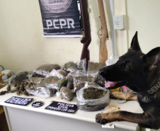 A Polícia Civil do Paraná (PCPR) prendeu 12 integrantes de organização criminosa envolvida no tráfico de drogas, na manhã desta terça-feira (1), em Jaguariaíva e Sengés, na região dos Campos Gerais. As prisões em flagrante ocorreram durante o cumprimento de 18 mandados de busca e apreensão, resultantes de investigações de alta complexidade.  - Sengés, 01/06/2021  -  Foto: PCPR