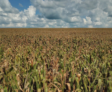Os produtores de milho no Paraná iniciaram a colheita da segunda safra
2020/21. No entanto, a estiagem prejudicou e a previsão é de redução de
13,4% no volume em comparação ao ciclo anterior. A análise está no
Boletim de Conjuntura Agropecuária elaborado pelo Departamento de
Economia Rural, da Secretaria de Estado da Agricultura e do
Abastecimento, referente à semana de 29 de maio a 02 de junho. - Curitiba, 02/06/2021  -  Foto: Gilson Abreu/AEN