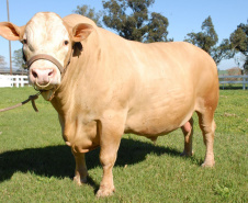 Purunã, primeira raça de bovino para corte desenvolvida no Paraná e a única idealizada por um centro estadual de pesquisa, o IDR-Paraná (Instituto de Desenvolvimento Rural do Paraná ? Iapar-Emater), vem atraindo o interesse de pecuaristas de todo o Brasil. -  Curitiba, 02/06/2021  -  Foto: IDR-PARANÁ