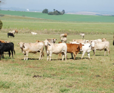 Purunã, primeira raça de bovino para corte desenvolvida no Paraná e a única idealizada por um centro estadual de pesquisa, o IDR-Paraná (Instituto de Desenvolvimento Rural do Paraná ? Iapar-Emater), vem atraindo o interesse de pecuaristas de todo o Brasil. -  Curitiba, 02/06/2021  -  Foto: IDR-PARANÁ