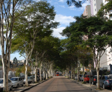 Para garantir a convivência harmoniosa e duradoura entre árvores e rede elétrica nos centros urbanos, a Copel mantém o Programa Florestas Urbanas, criado em 2007 e reformulado em 2015 para dar apoio aos municípios paranaenses no planejamento da arborização de ruas.  -  Curitiba, 04/06/2021  -  Foto: Copel