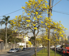 Para garantir a convivência harmoniosa e duradoura entre árvores e rede elétrica nos centros urbanos, a Copel mantém o Programa Florestas Urbanas, criado em 2007 e reformulado em 2015 para dar apoio aos municípios paranaenses no planejamento da arborização de ruas.  -  Curitiba, 04/06/2021  -  Foto: Copel