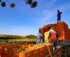 plantação de tomate
Reserva-Pr
Gilson Abreu/AEN