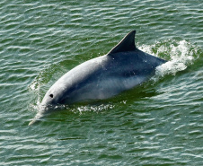 No Dia Mundial dos Oceanos, comemorado nesta terça-feira (8), a Portos do Paraná reforça o compromisso com a preservação do ambiente, que ocupa 71% da superfície da Terra, é importante para a atividade econômica de milhões de famílias, além de ajudar a regular o clima do planeta.  -  Paranaguá, 08/06/2021  -  Foto: Claudio Neves/Portos do Paraná