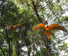 04/2019 - Foz do Iguaçu - Parque das Aves. Foto: José Fernando Ogura/AEN