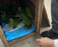 Papagaios vítimas de tempestade recebem alta e retornam à natureza
.Foto: SEDEST