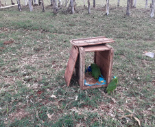 Papagaios vítimas de tempestade recebem alta e retornam à natureza
.Foto: SEDEST