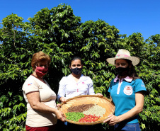 Projeto Mulheres do Café valoriza produtoras e garante fama internacional ao Norte Pioneiro. Foto: Ari Dias/AEN