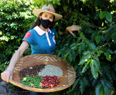 Projeto Mulheres do Café valoriza produtoras e garante fama internacional ao Norte Pioneiro. Foto: Ari Dias/AEN