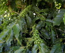 Projeto Mulheres do Café valoriza produtoras e garante fama internacional ao Norte Pioneiro. Foto: Ari Dias/AEN