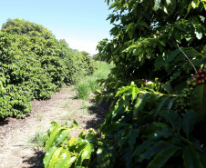 Projeto Mulheres do Café valoriza produtoras e garante fama internacional ao Norte Pioneiro. Foto: Ari Dias/AEN