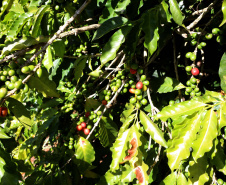 Projeto Mulheres do Café valoriza produtoras e garante fama internacional ao Norte Pioneiro. Foto: Ari Dias/AEN