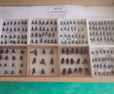 Exemplares de abelhas das orquídeas. Foto: LAGEA/UEL