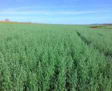 A aveia é uma alternativa para produtores que desejam ter pasto, feno ou cobertura para o solo durante o inverno. A cobertura vegetal produzida pela aveia também é fundamental para a manutenção do sistema de Plantio Direto.   Curitiba, 17/06/2021  -  Foto: IDR-PARANÁ