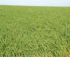 A aveia é uma alternativa para produtores que desejam ter pasto, feno ou cobertura para o solo durante o inverno. A cobertura vegetal produzida pela aveia também é fundamental para a manutenção do sistema de Plantio Direto.   Curitiba, 17/06/2021  -  Foto: IDR-PARANÁ