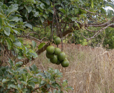 Abacate conquista o lugar do café no Vale do Ivaí e no Norte do Paraná. Foto Gilson Abreu/AEN