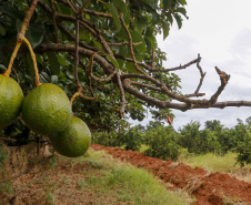 Abacate conquista o lugar do café no Vale do Ivaí e no Norte do Paraná. Foto Gilson Abreu/AEN