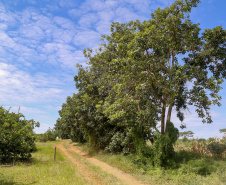 Abacate conquista o lugar do café no Vale do Ivaí e no Norte do Paraná. Foto Gilson Abreu/AEN